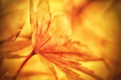 Bn13890410-Ahornblatt in der Herbstsonne